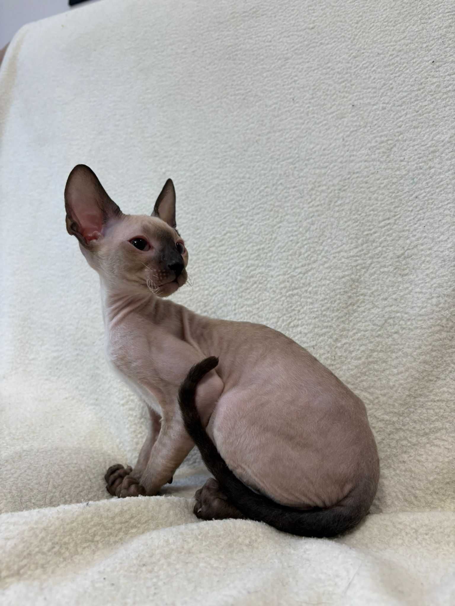 CORNISH REX - Dostępny kocurek o imieniu WOJTEK Hodowla: MatiMalwa*PL