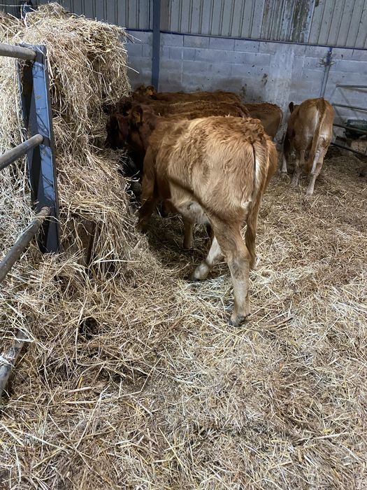 Vitelas cx de limousines Especisis