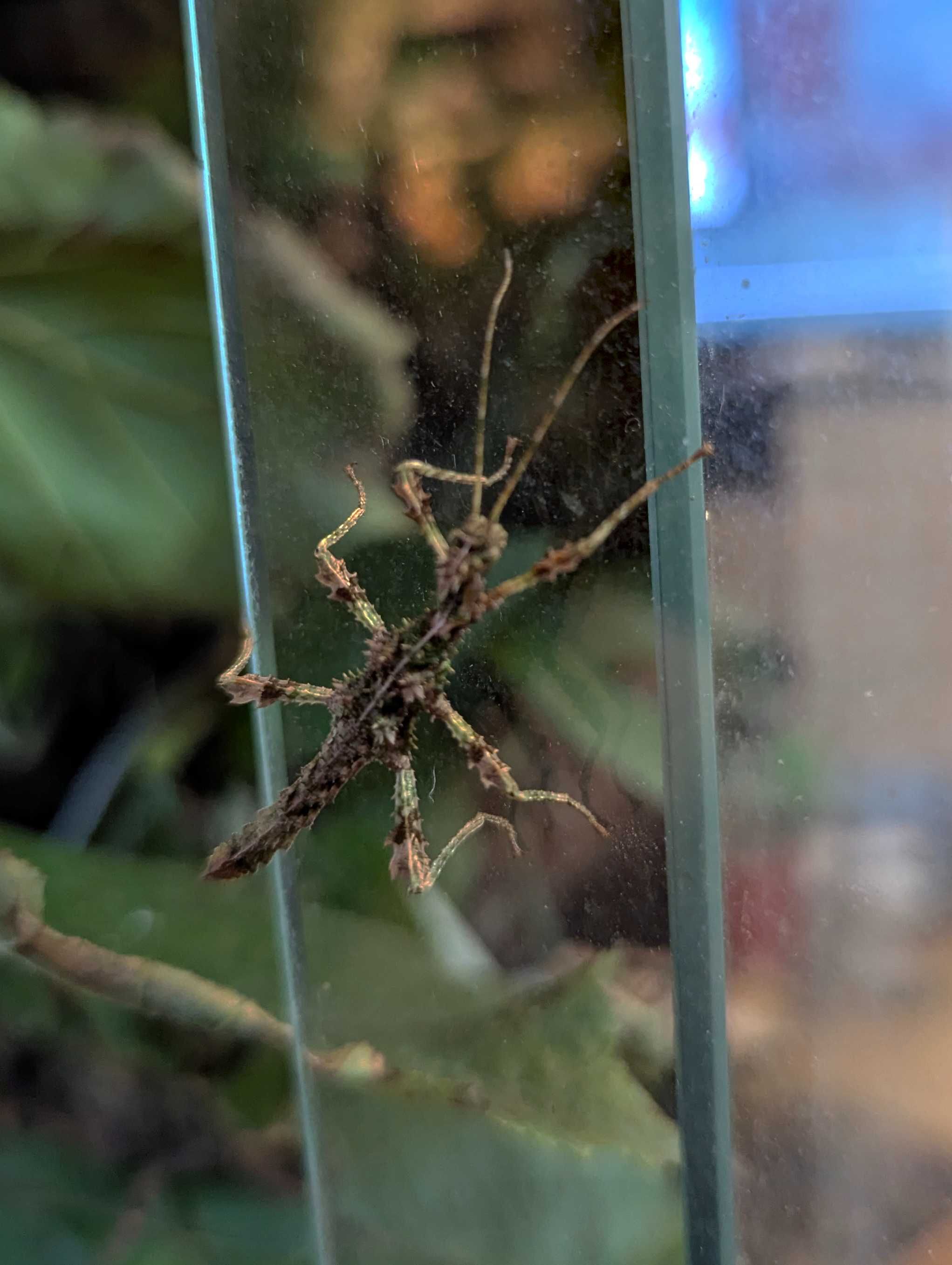 Straszyk Trachyaretaon sp. North Luzon