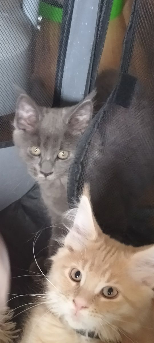 Kocurek Maine Coon FPL