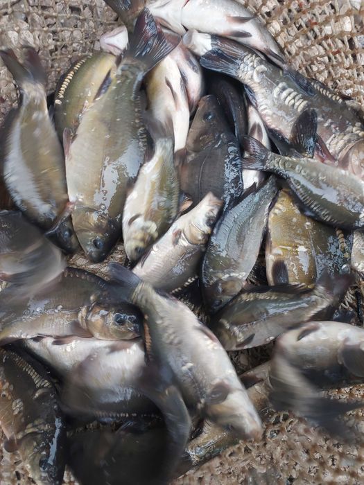 Narybek kroczek karp