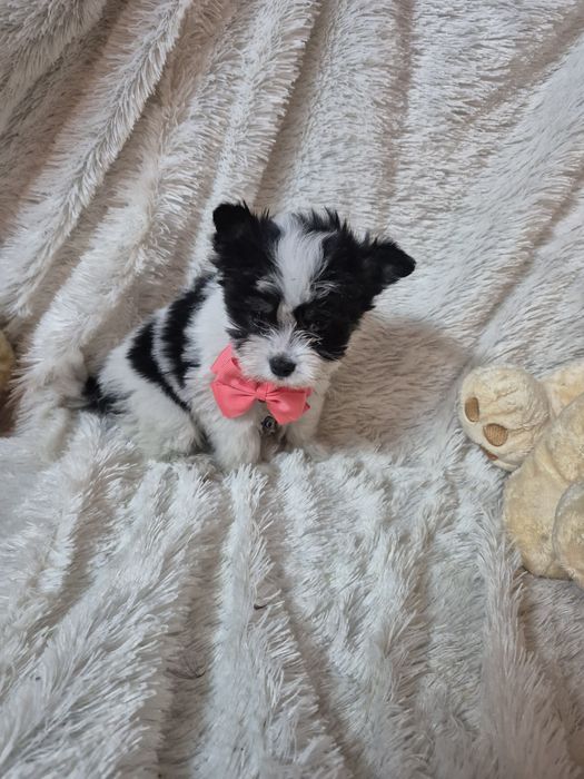Biewer Terrier Fêmea Criadora Registada PT3088 FL