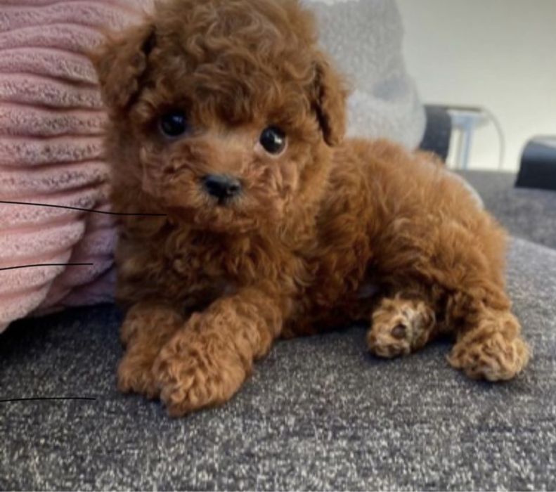 Мальтипу супер мінік maltopoo premium