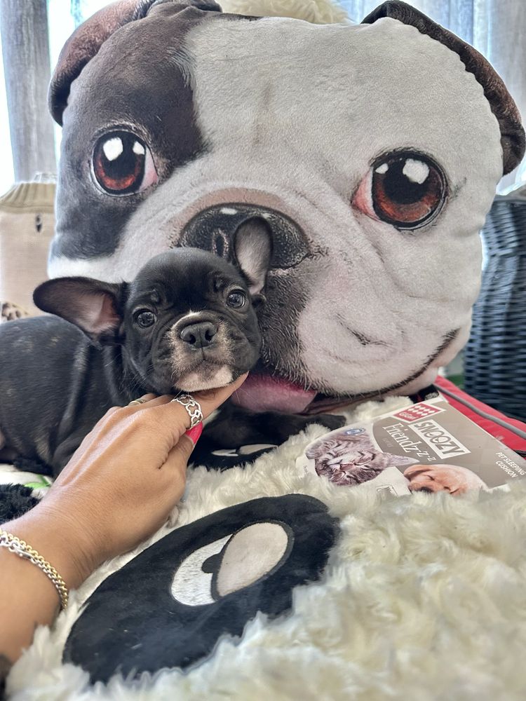 Bulldog macho top