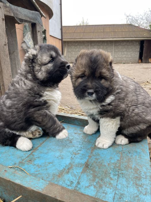 Щенята кавказської вівчарки