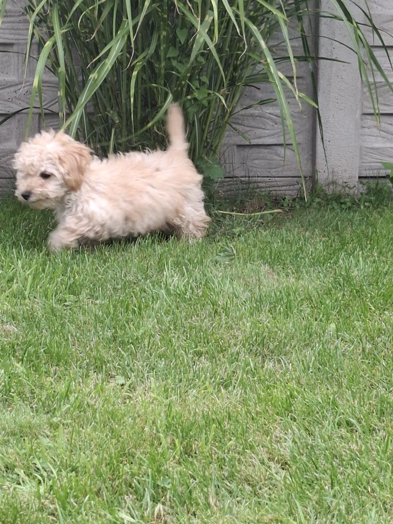Maltipoo 12 tygodni