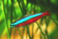 Neon czerwony - ryba