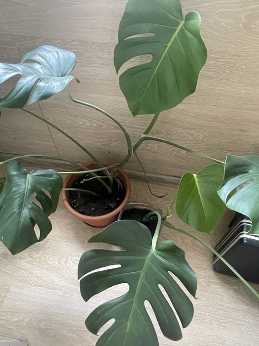 Монстера восхитительная (Monstera deliciosa).