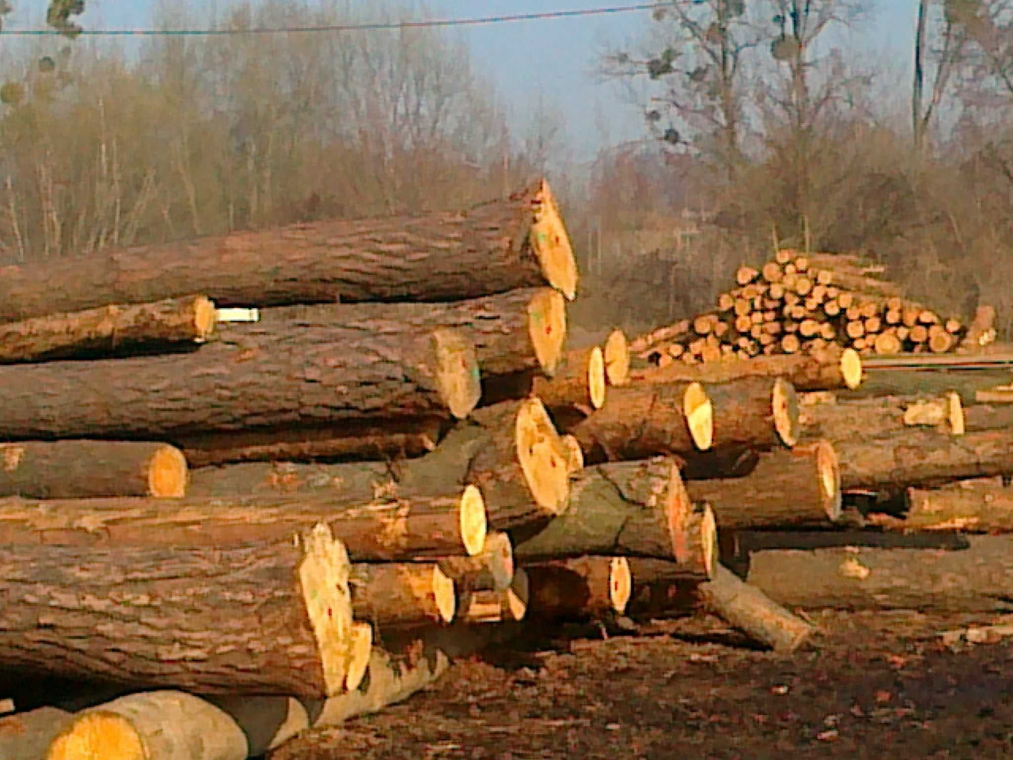 Sprzedam tarcicę, deski modrzew