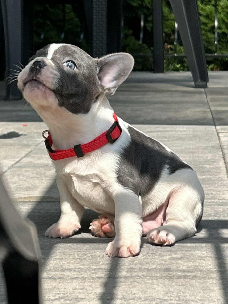 Buldog Francuski