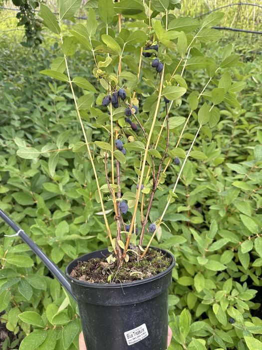 Жимолость саджанці 2-3 річні в горщиках!