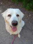 Roczna owczarka podhalańska do adopcji