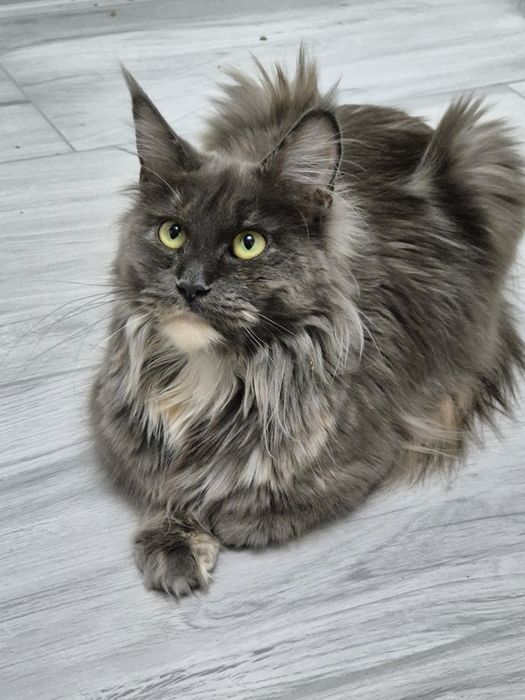 Kotka Maine coon po sterylizacji niebieski szylkret