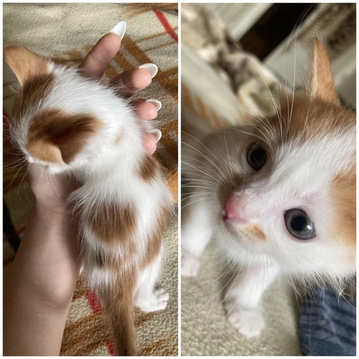 Отдам котят в добрые руки