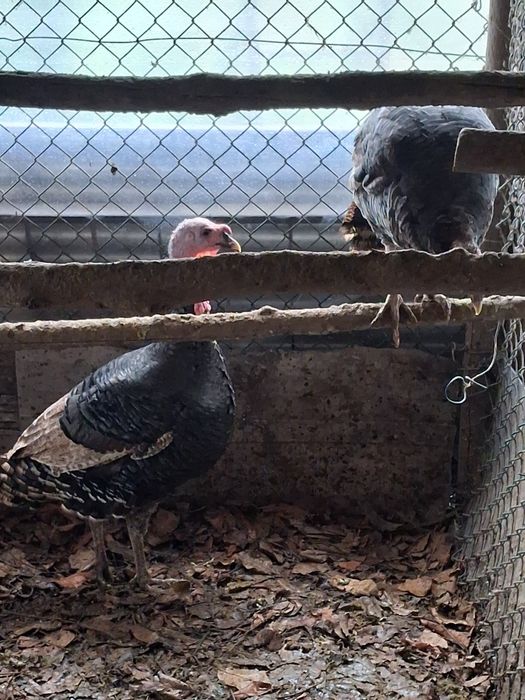 Casais de perus disponíveis para entrega