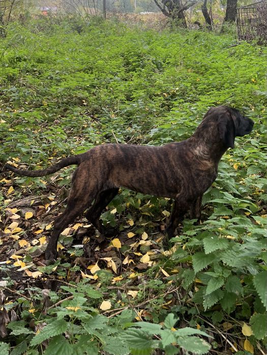 Posokowiec Hanowerski suczka zkwp/FCI
