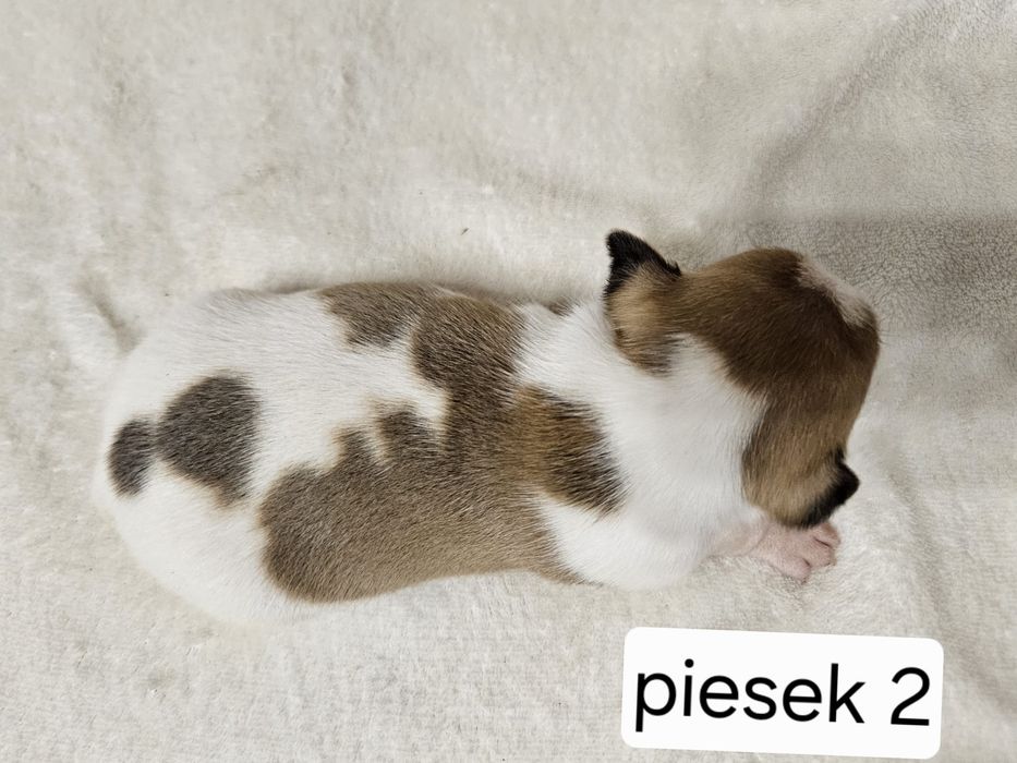 Piesek Jack Russell Terrier