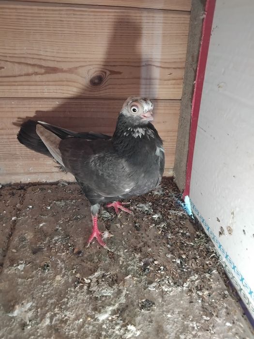 Gołębie ozdobne- szek