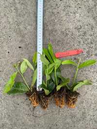Laurowiśnie 5-15 cm w multiplacie Rotundifolia i Novita Krosno