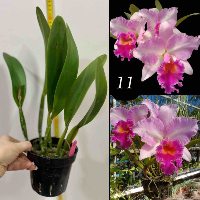 Продам - катлея крупноквіткова ароматна із Азії!