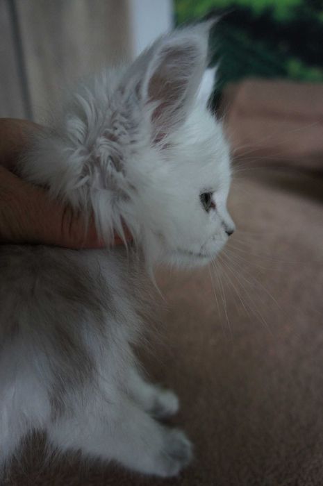 kocurek srebro- MAINE COON - rodowód FPL -