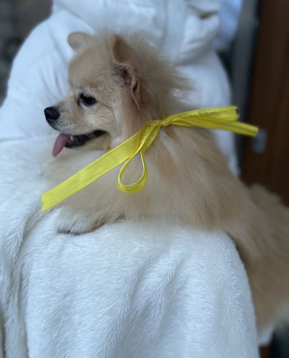 Померанські шпіци  краса з характером