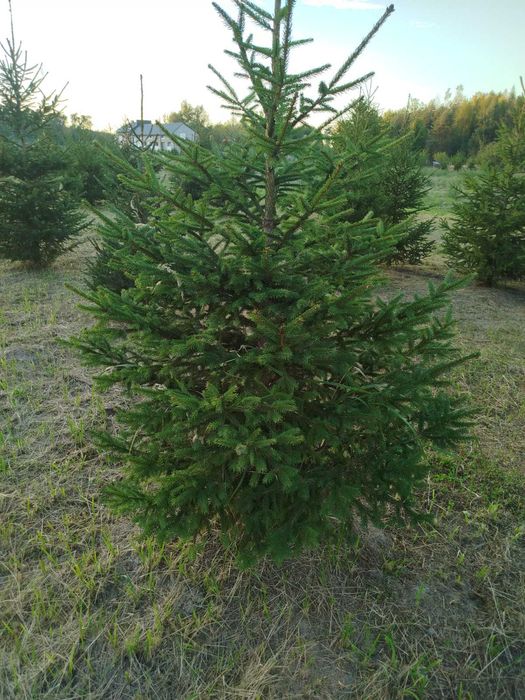 Choinki _ świerki _ przy trasie S7 (Białobrzegi)