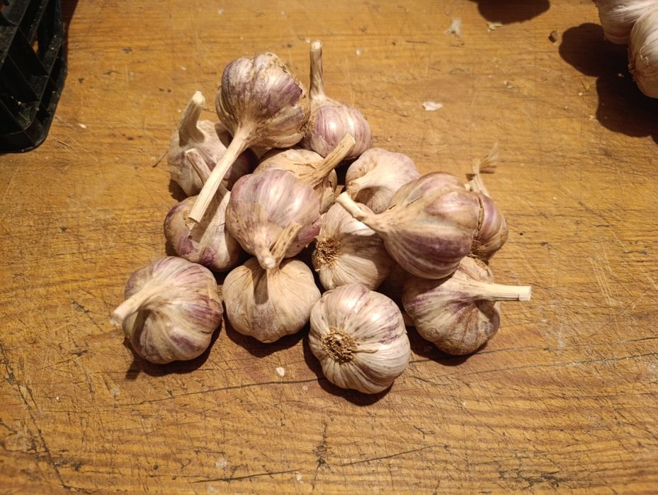 Czosnek Harnaś (konsumpcja/sadzenie) 4,5-5 cm