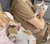 Małe kotki do adopcji