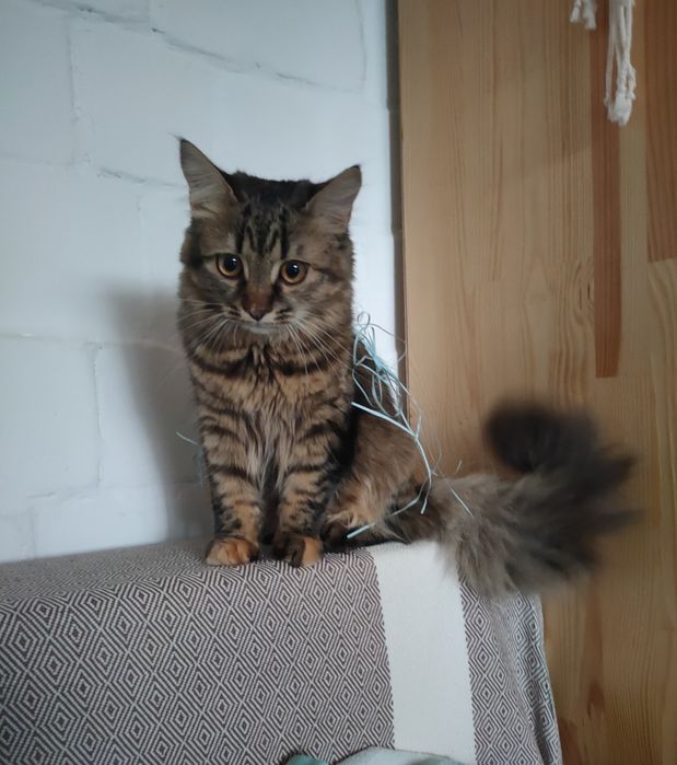 Прийму в Дар Бігове Колесо для Киці