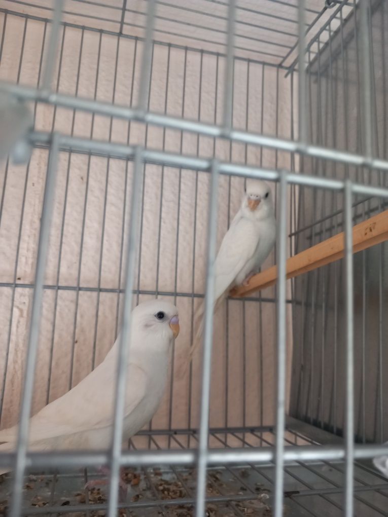 Piriquitos portadores albino