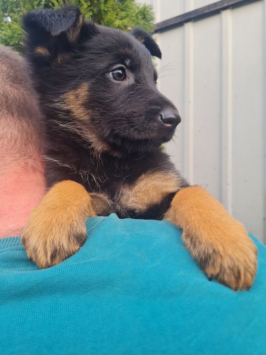 Цуценята німецької вівчарки