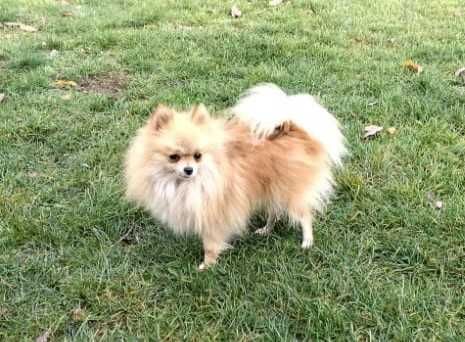 Suczka Szpic Miniaturowy