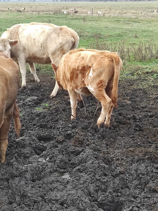 Продам тёлку 15000