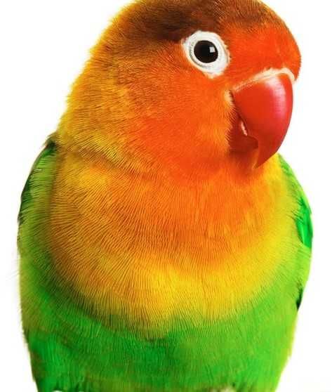 Попугай фишер неразлучник-самый красивый и популярный