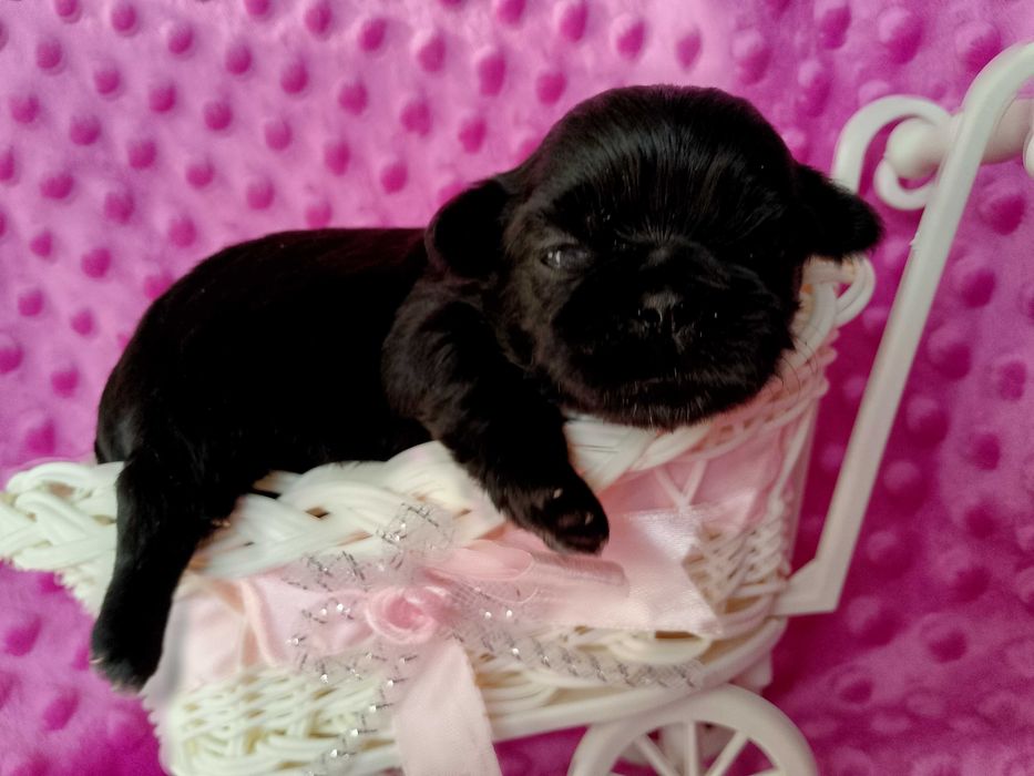 Przepiękna czarna suczka rasy Shih-Tzu