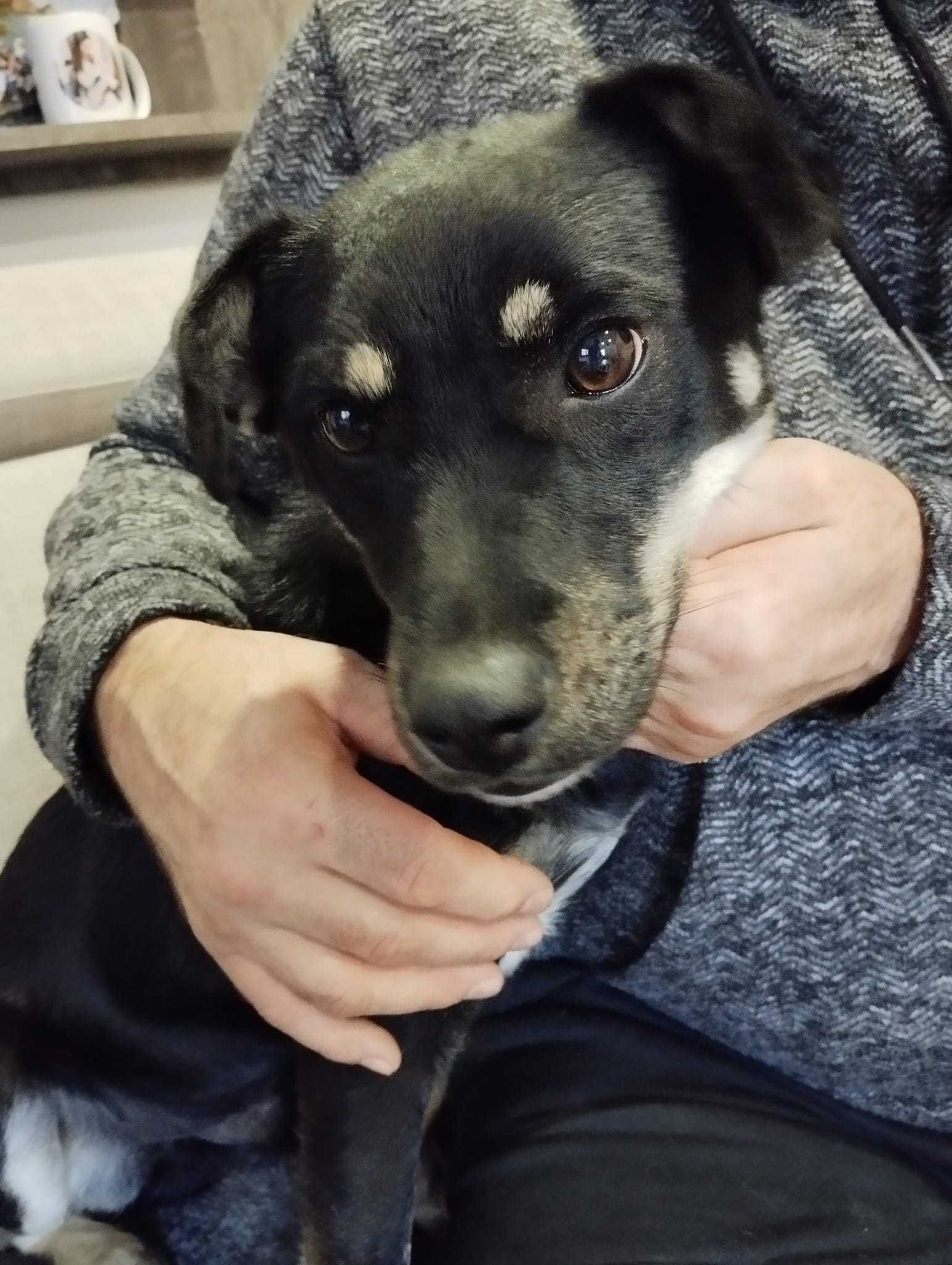 Ozi śliczny piesek do adopcji