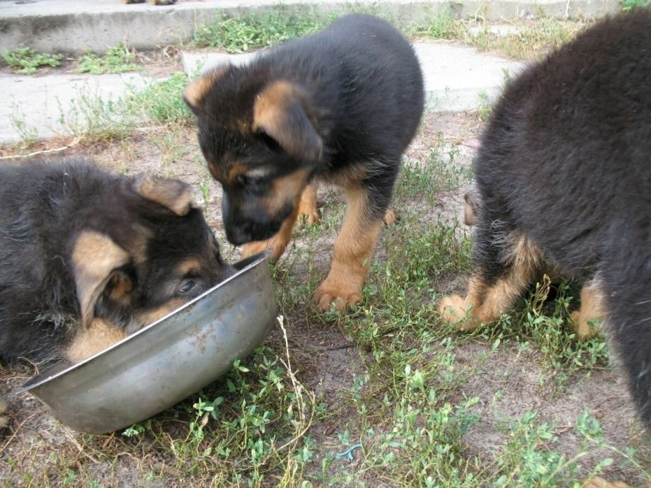Цуценята німецької вівчарки