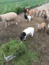 Owce mieszane Kamerun/dorper