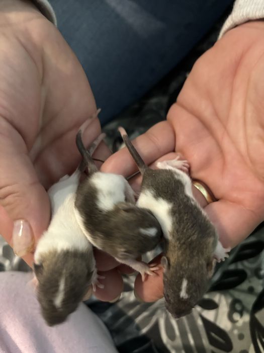 brązowe  szczurki dumbo