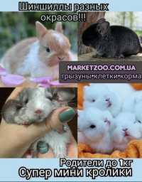 Мини mini lop міні кролик карликовые кролики декоративные баранчик вис