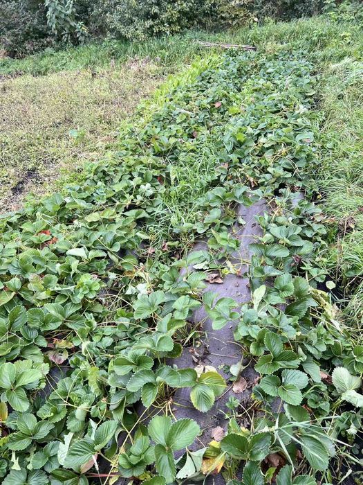 Продам саджанці полуниці Румба (вуса) від 30 шт