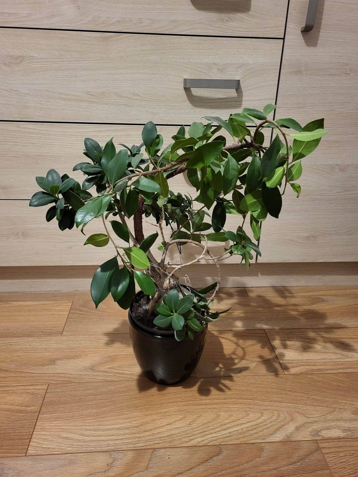 Bonsai duzy żywy