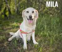 Labrador w potrzebie, sunia, 5 letnia, adopcja