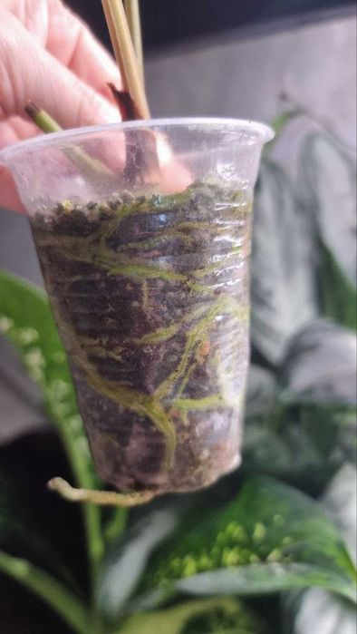 Антуріум Green Crocodile (Anthurium moronense x luxurians)