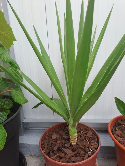 Vendo Yucas / Iucas  já crescidinhas