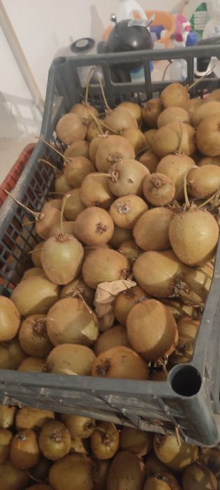 Vendo kiwi 1,5euros/kg