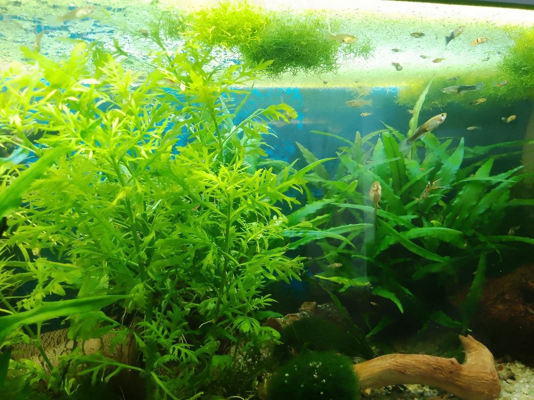 Młode gupiki mix