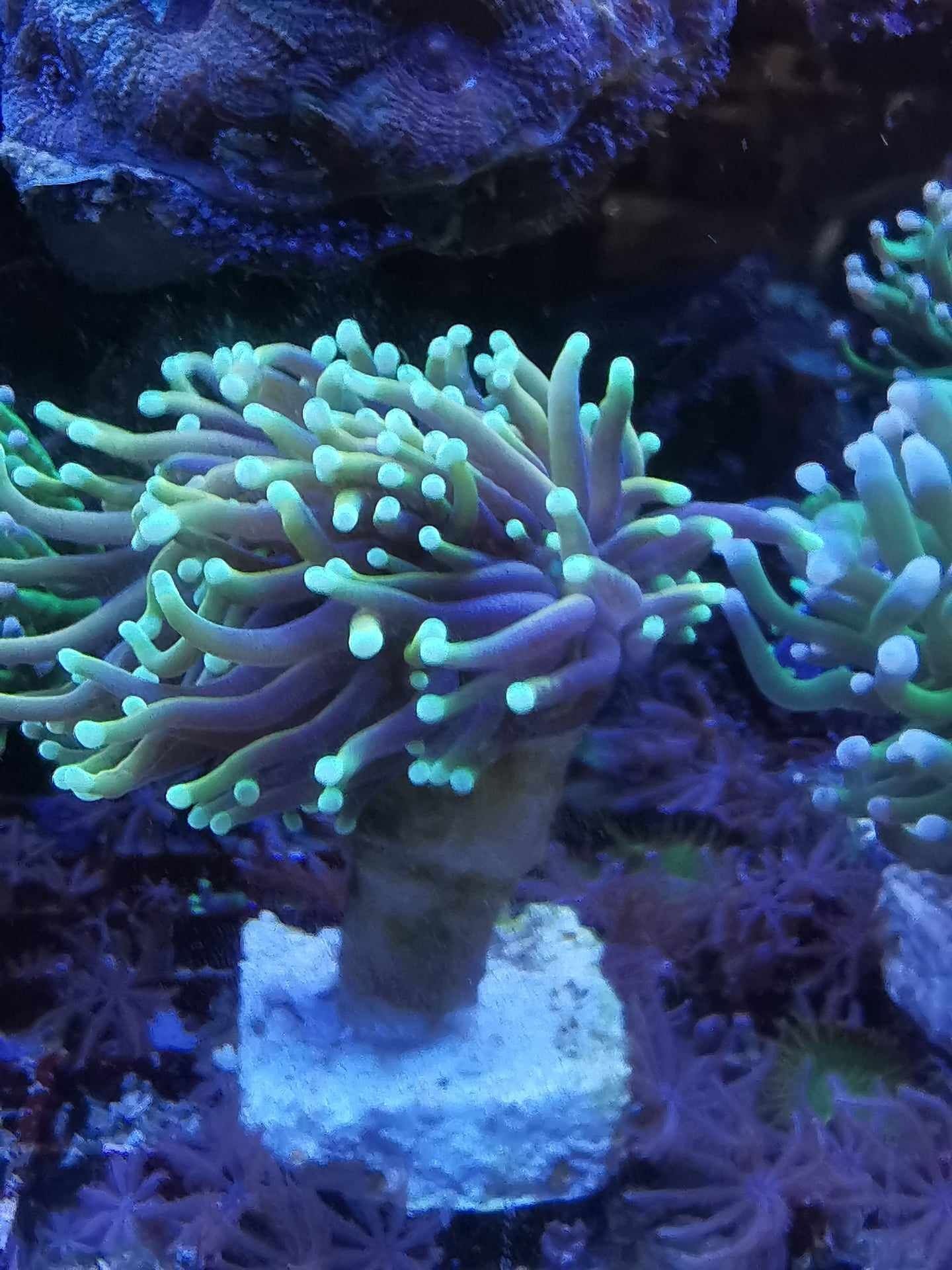 Euphyllia Glabrescens. Koralowiec, akwarium morskie, korale, nemo
