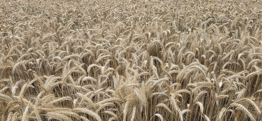 Zboże pszenżyto.
